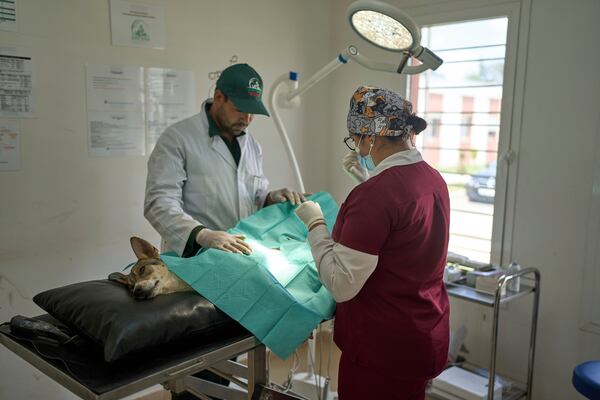 A stray dog is operated at a center for neutering and vaccinating strays dogs on the outskirts of Rabat, Morocco, Thursday, May 15, 2025. (AP Photo/Mosa'ab Elshamy)