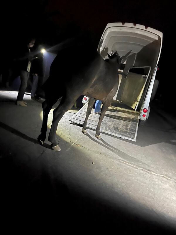 In this photo provided by Julia Bagan, a mare named Flicka is loaded into a trailer after she was rescued from the Eaton Fire, in Altadena, Calif., Wednesday, Jan. 8, 2025. (Julia Bagan via AP)